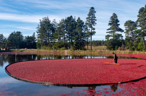 warrens cranberry festival